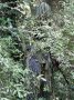 Ghillie Suit Jackal 3D camouflagest - Woodland